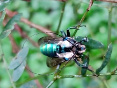 Ctenioschelus goryi