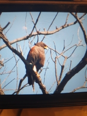 Parabuteo unicinctus