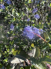 Ceanothus tomentosus