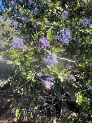 Ceanothus tomentosus