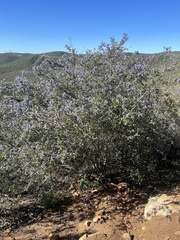 Ceanothus tomentosus