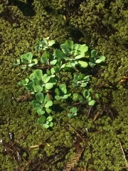 Pistia stratiotes image