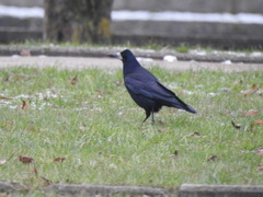 Corvus frugilegus