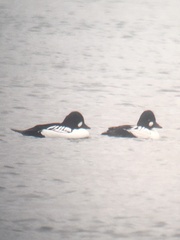 Bucephala clangula × islandica