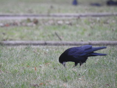 Corvus frugilegus