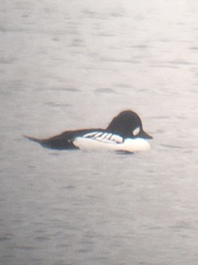 Bucephala clangula × islandica