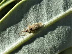 Plerochila australis