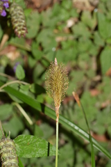 Carex multifaria