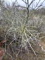 Parkinsonia texana