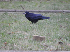 Corvus frugilegus