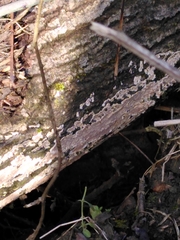 Cylindrobasidium laeve