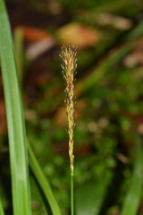 Carex delacosta