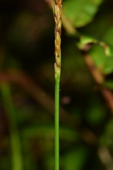 Carex delacosta