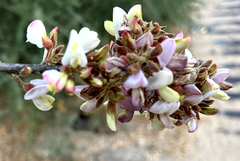 Coursetia glandulosa