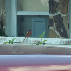 Passerina ciris
