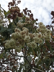 Cordia alliodora