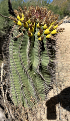 Ferocactus townsendianus