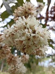 Cordia alliodora