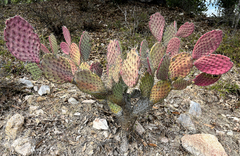 Opuntia caboensis
