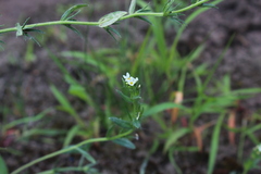 Buglossoides czernjajevii