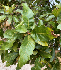 Quercus tuberculata
