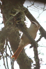 Cranioleuca pyrrhophia