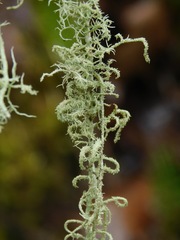 Usnea mutabilis