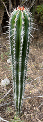 Pachycereus