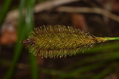 Carex multifaria