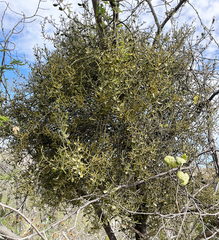 Phoradendron brachystachyum