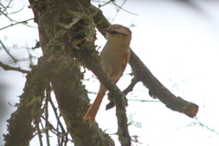 Cranioleuca pyrrhophia