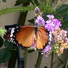 Danaus chrysippus orientis