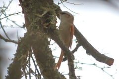 Cranioleuca pyrrhophia