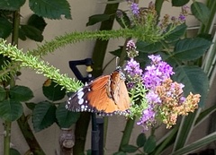 Danaus chrysippus orientis