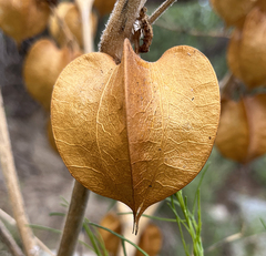 Physalis nicandroides