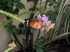 Danaus chrysippus orientis