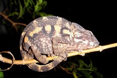 Furcifer pardalis