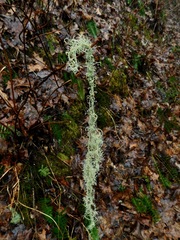 Usnea mutabilis