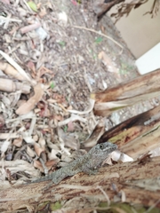 Anolis aeneus