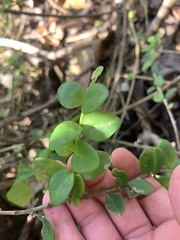 Oplonia spinosa