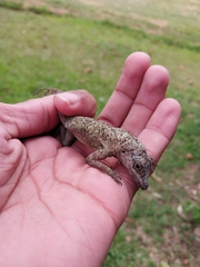 Anolis aeneus
