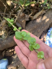 Oplonia spinosa