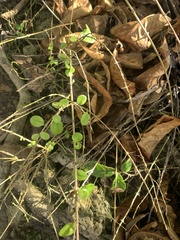 Oplonia spinosa