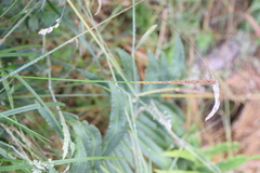 Carex delacosta