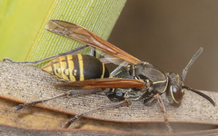 Polistes cinerascens