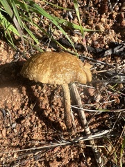 Agrocybe pediades