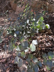 Ceratonia siliqua