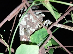 Leptodeira ashmeadii