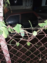 Leptodeira ashmeadii