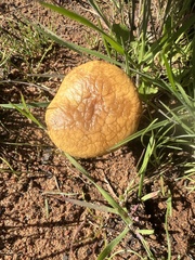Agrocybe pediades
